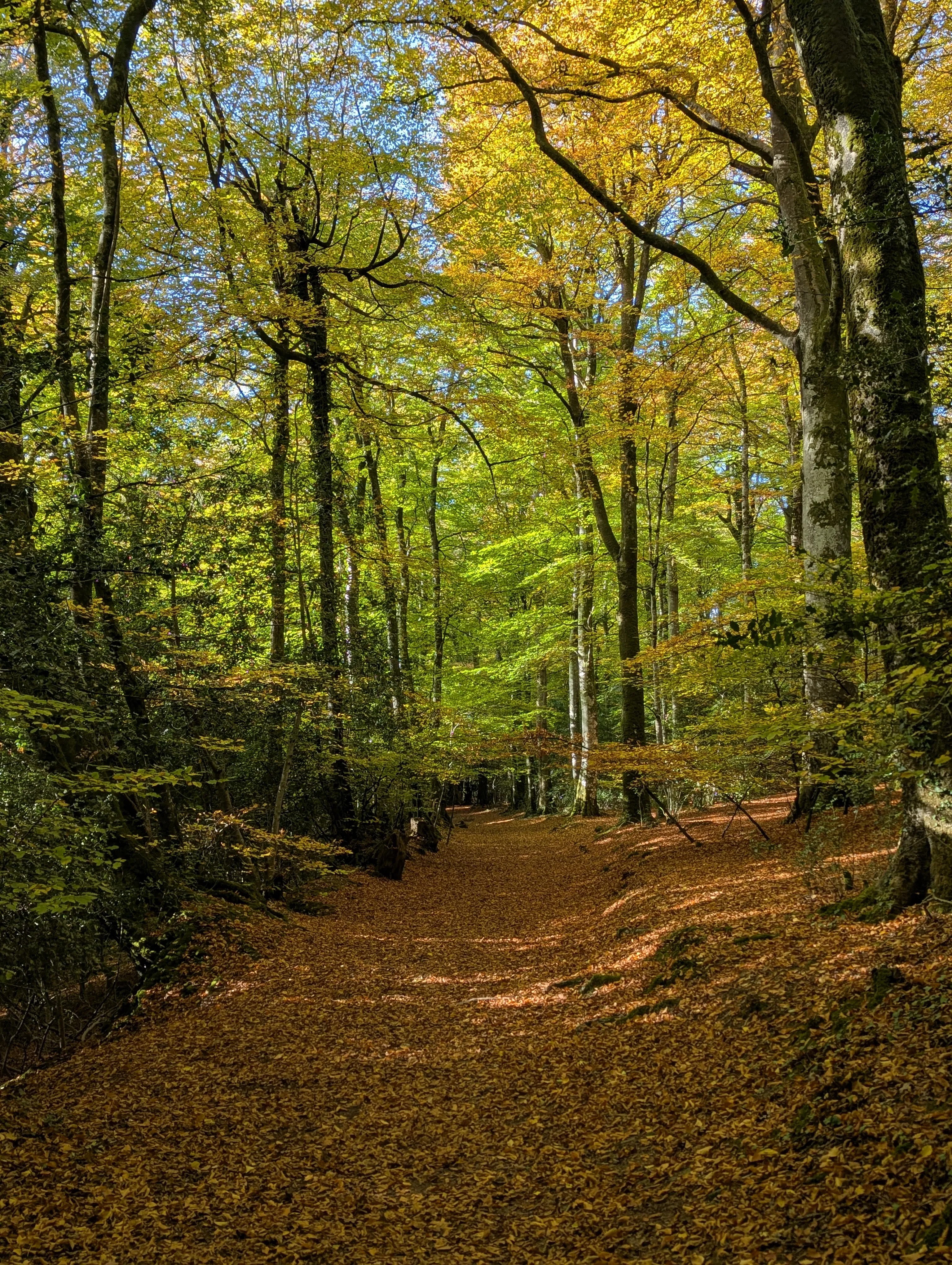 Walking through a forest on an executive coaching walk